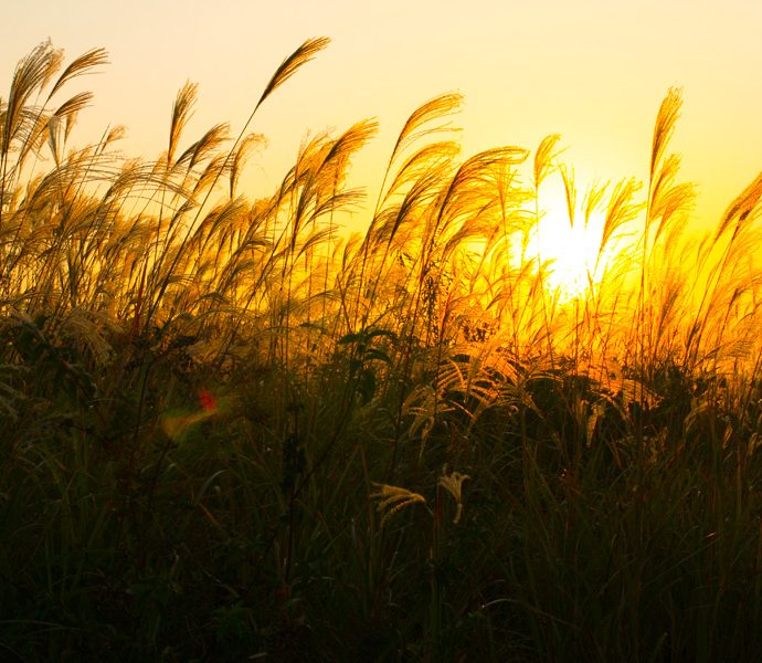 Sounds of insects in the fall