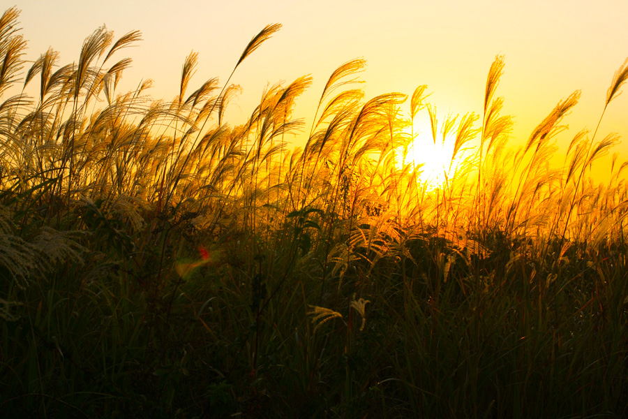 Sounds of insects in the fall