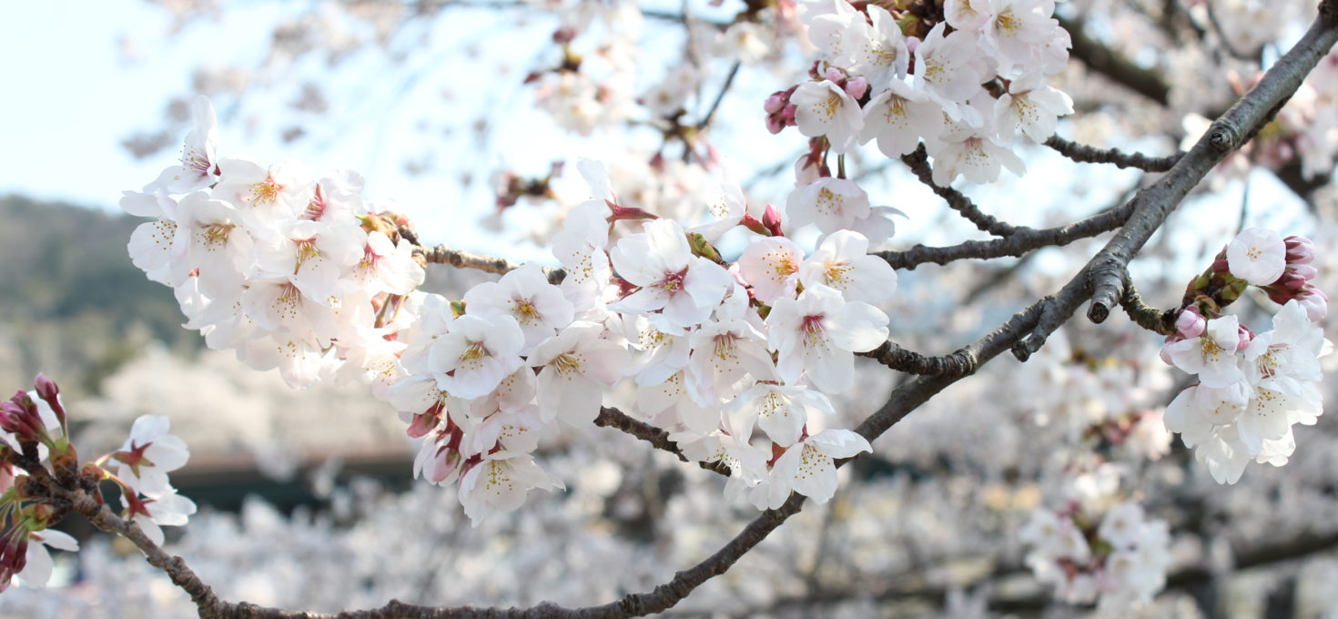 Sakura