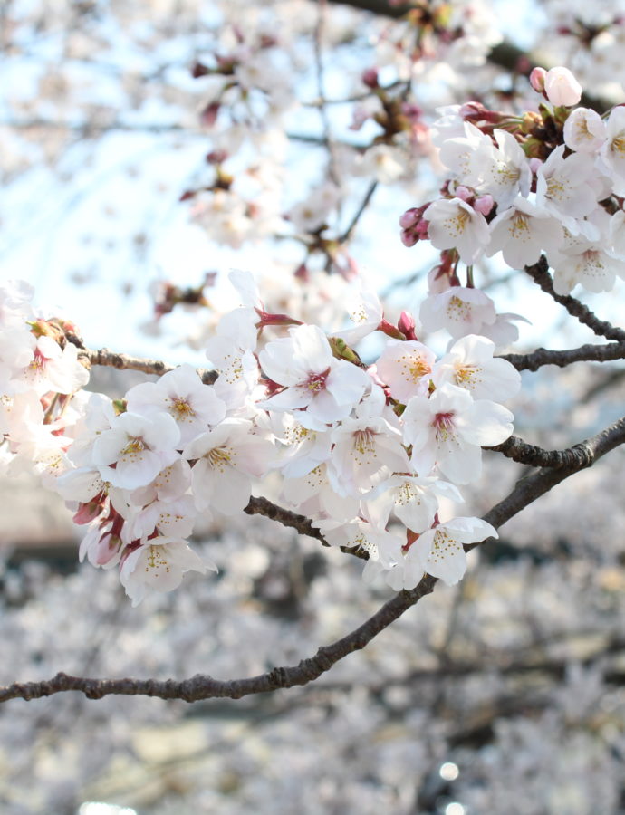 Sakura